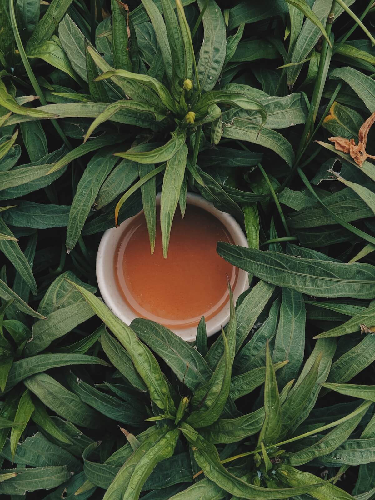 A white mug of tea nestled in thick green leaves